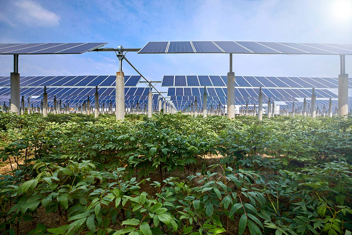 Agrivoltaic system with healthy crops thriving under solar panels showing how solar energy and farming coexist productively in Massachusetts.