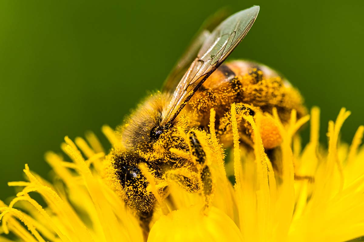 Pollinator species thriving near solar installations highlighting how agrivoltaics benefits bees and supports biodiversity on farmland.