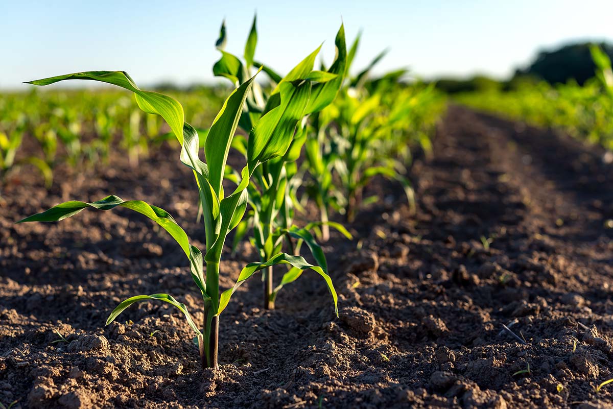 Corn seedlings sprouting on agricultural land emphasizing the importance of protecting food production while expanding solar energy
