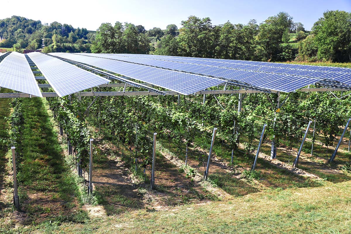 Crops growing beneath raised solar panels demonstrating how agrivoltaics can maintain productive farmland in New England.