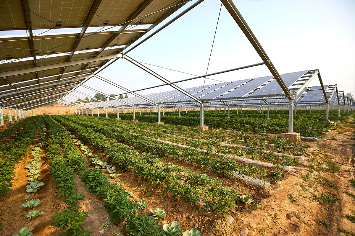Rows of vegetables growing beneath elevated solar panels demonstrating how solar and agriculture work together in Western Massachusetts.