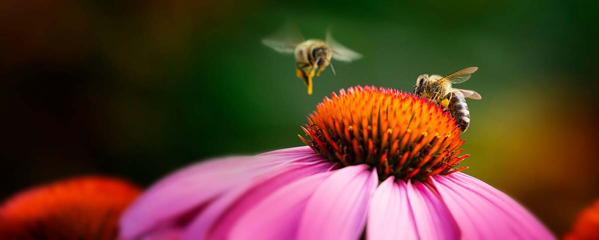 Pollinator habitat flourishing near solar arrays showing how agrivoltaics encourages bees and biodiversity on New England farms.