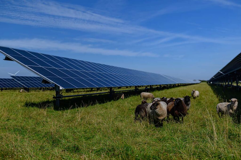 Sheep grazing under solar panels on a Western Massachusetts farm showcasing the benefits of agrivoltaics for livestock and land use.