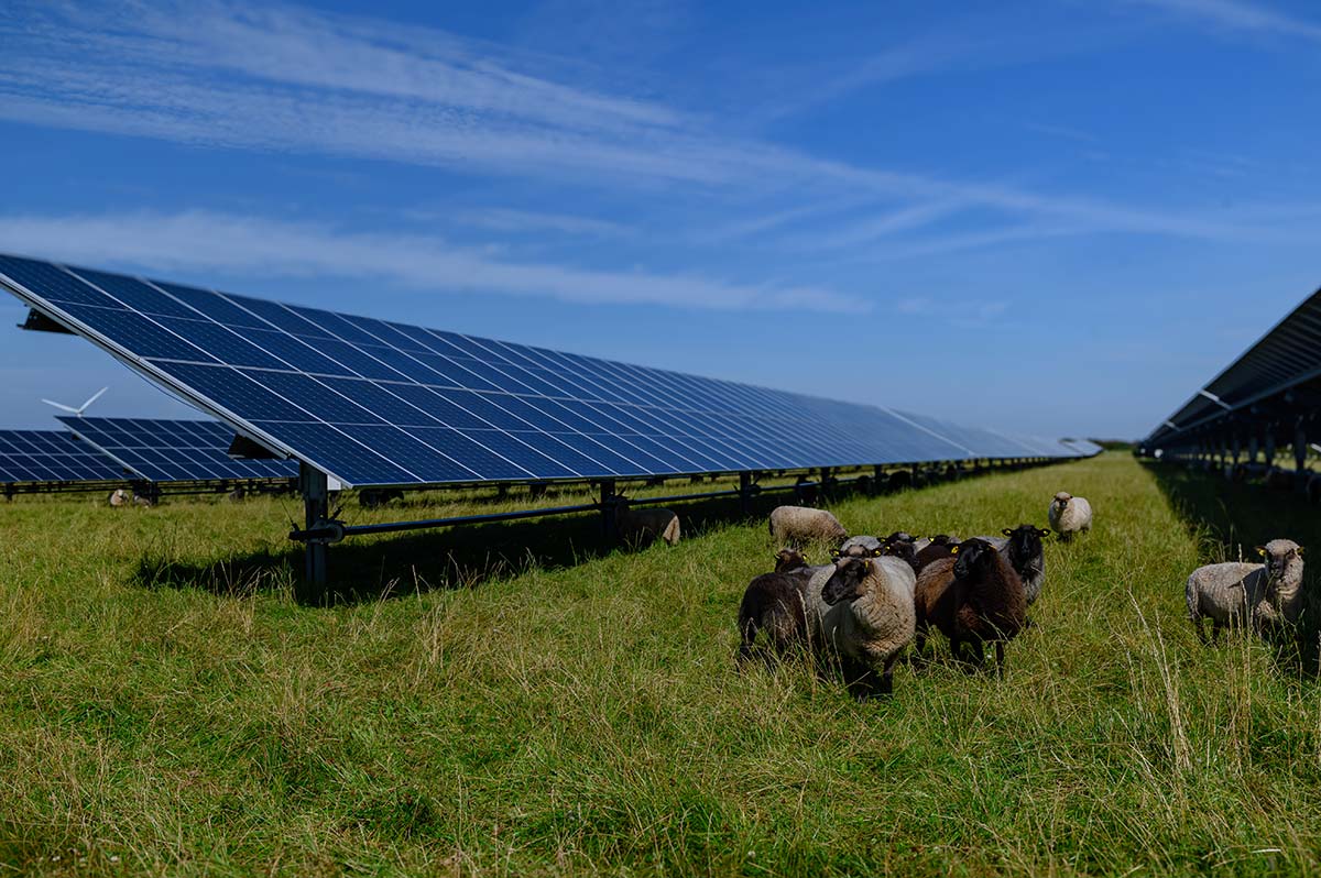 Sheep grazing under solar panels on a Western Massachusetts farm showcasing the benefits of agrivoltaics for livestock and land use.