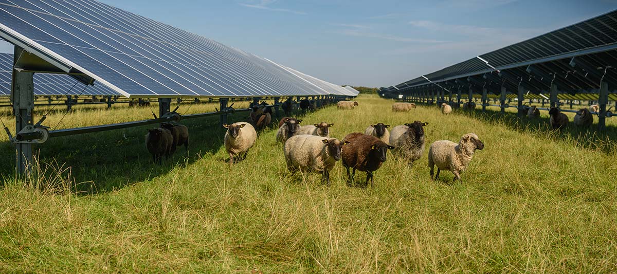 Agrivoltaic system with grazing sheep highlighting how solar and agriculture work together to create sustainable farms in New England.