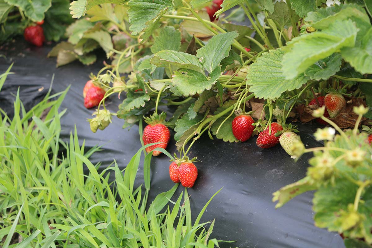 Summer in Western Massachusetts means strawberries. Strawberries growing in a field.