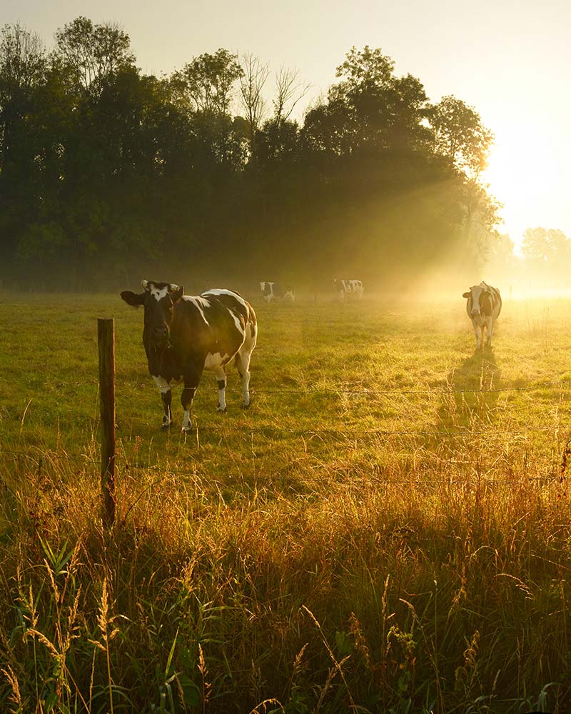 Morning light over grazing cattle reflecting the rural farm environments served by agricultural solar in Greenfield, MA.
