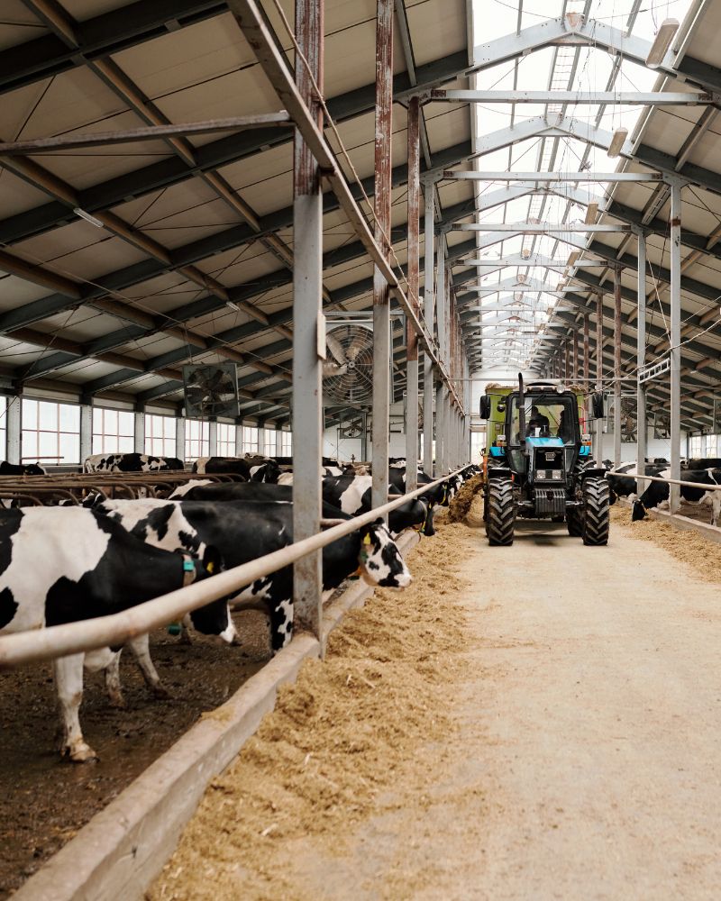 Tractor in a solar-friendly dairy barn